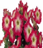 Петуния мультифлора Мамбо Ред Морн